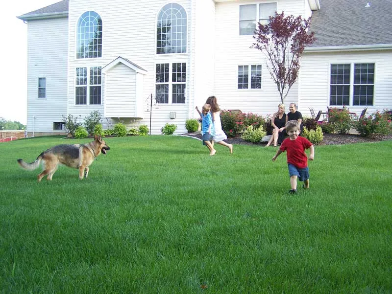 Children and a dog joyfully play on a well-maintained lawn, showcasing the vibrant results of professional lawn care services, with a picturesque suburban home in the background